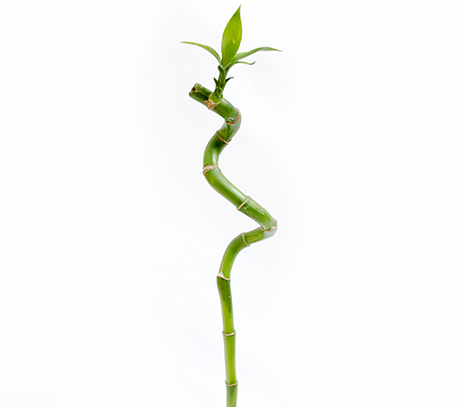 Fir de bambus artificial, Verde, 53 cm